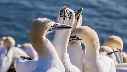 何一：社区发起的“提币运动”，可作为交易平台压力测试