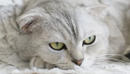 何一:社区发起的“提币运动”,可作为交易平台压力测试