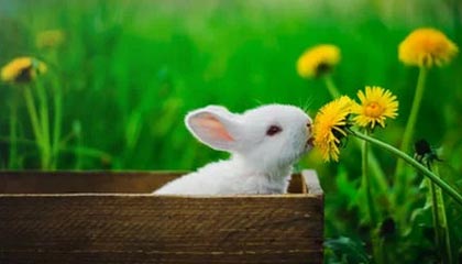 “数币+非税” 肇庆建行上线“广东公共服务支付平台”数币非税缴交功能