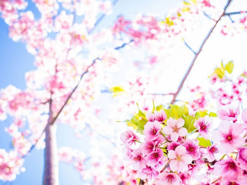 山东商业职业技术学院成考好考吗