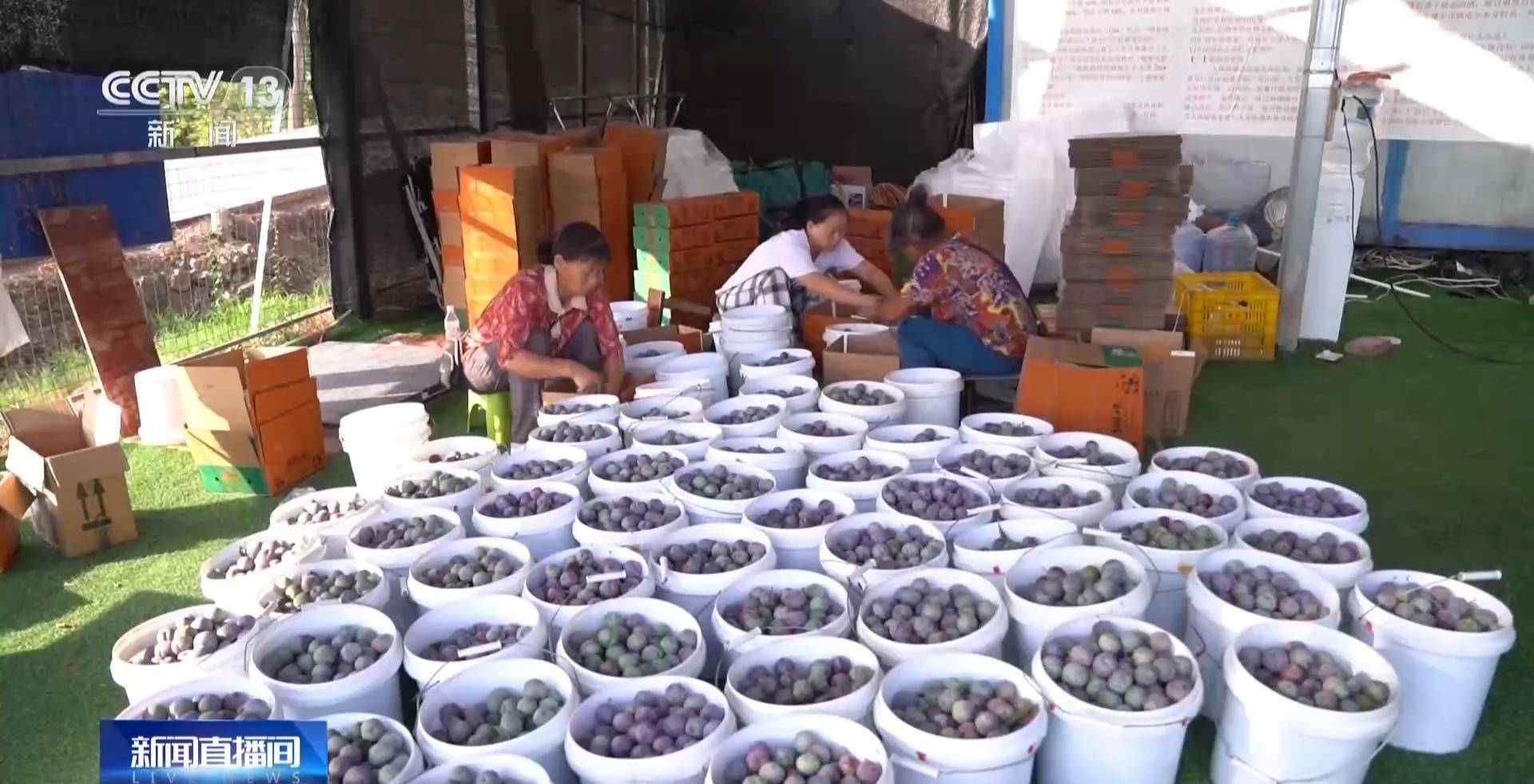 7月农村电商消费红火 物流业务量加速回升