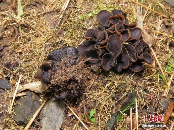广西发现大型真菌新物种花坪暗盘菌