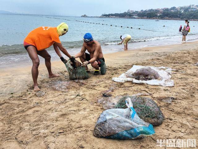 今年青岛海蜇有点多？有人一天捞上1000多斤，“最大海蜇王”超过300斤