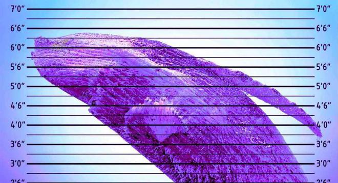 xrp转移(xrp是什么币)