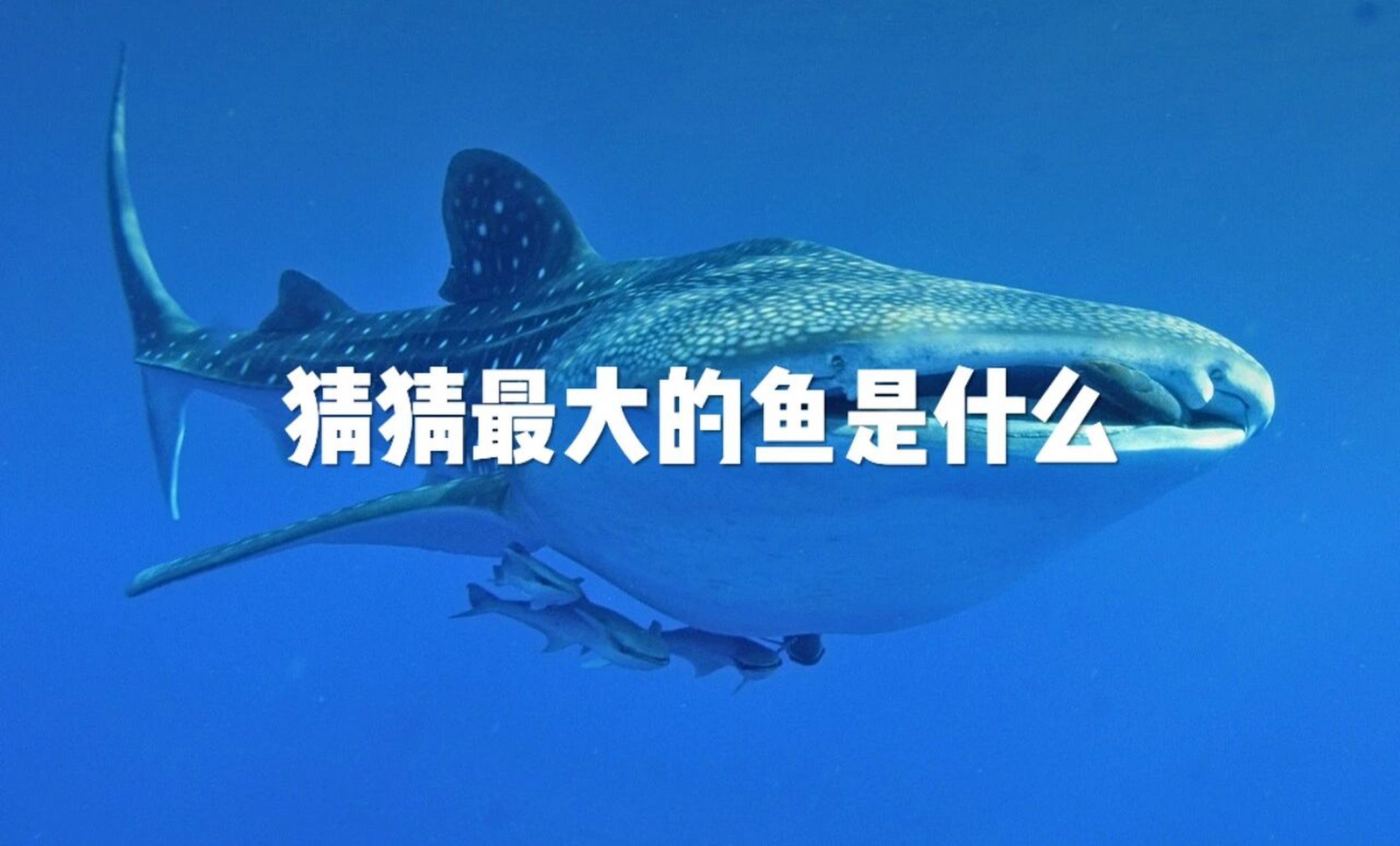 鲸探(鲸探的数字藏品怎么卖出去) 鲸探(鲸探的数字藏品怎么卖出去)