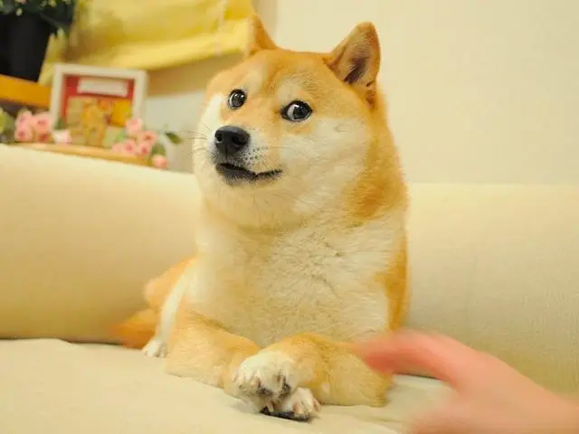 DOGECOIN(dogecoin平台)
