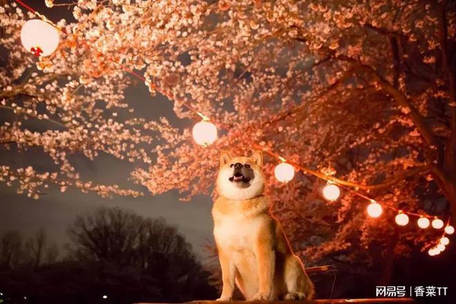 DOGECOIN(dogecoin平台) DOGECOIN(dogecoin平台)